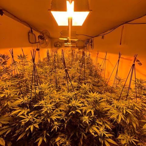 Proyecto 4.0 -Enchulada  growlog timeline photo