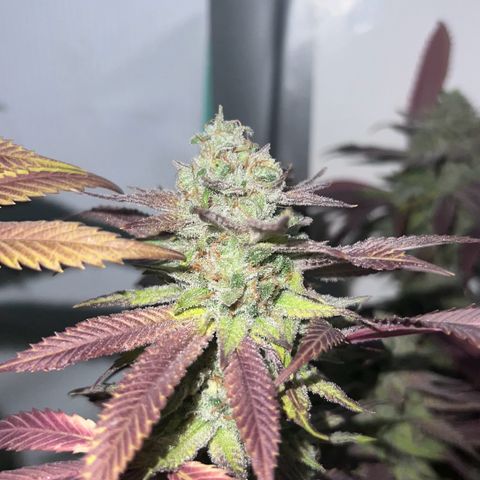 Proyecto 4.0 -Enchulada  growlog timeline photo