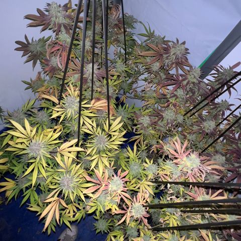 Proyecto 4.0 -Enchulada  growlog timeline photo