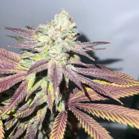 Proyecto 4.0 -Enchulada  growlog timeline photo