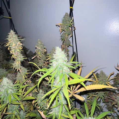 Proyecto 4.0 -Enchulada  growlog timeline photo
