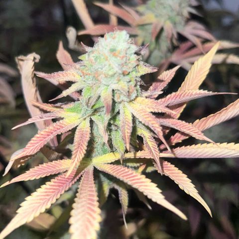 Proyecto 4.0 -Enchulada  growlog timeline photo