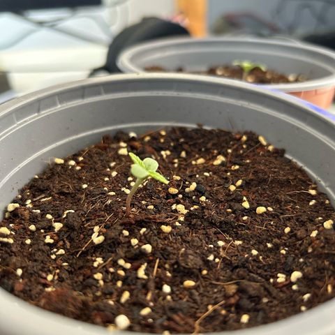 Blue sugar auto growlog photo: Día 4 en tierra 