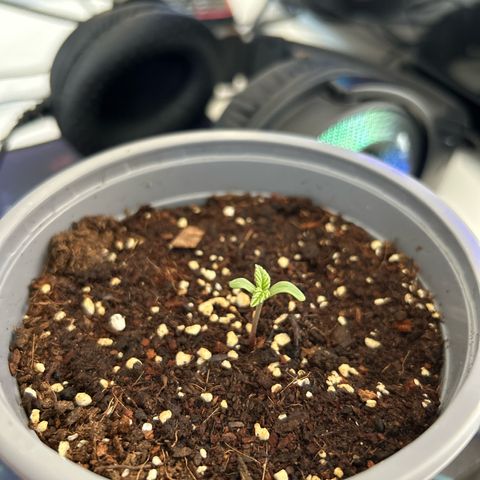 Blue sugar auto growlog photo: Día 4 en tierra planta 2