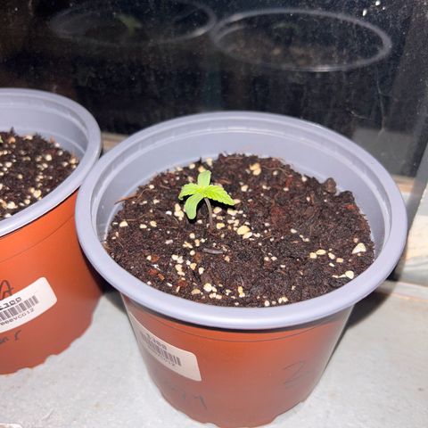 Blue sugar auto growlog timeline photo