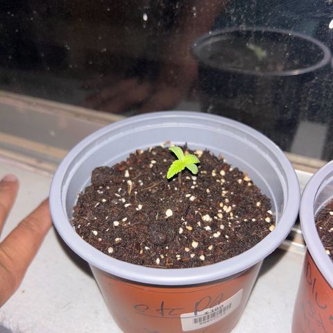 Blue sugar auto growlog timeline photo