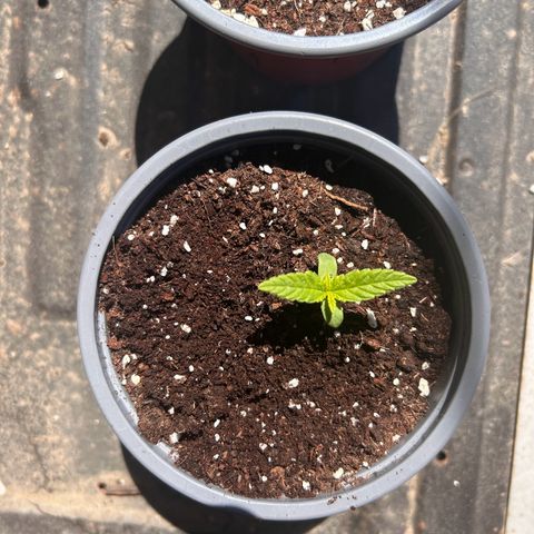 Blue sugar auto growlog timeline photo