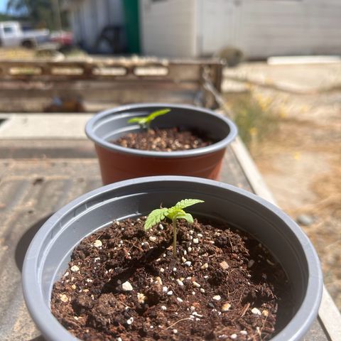 Blue sugar auto growlog timeline photo