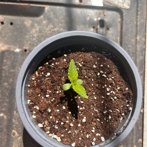 Blue sugar auto growlog timeline photo