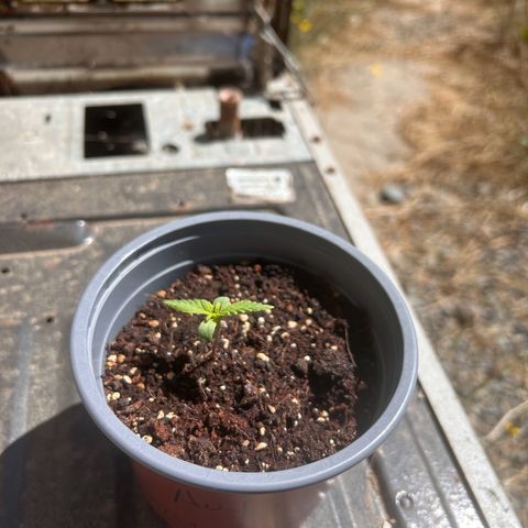 Blue sugar auto growlog timeline photo