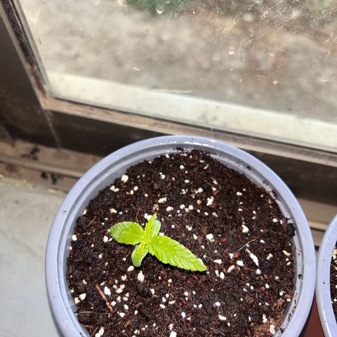 Blue sugar auto growlog timeline photo