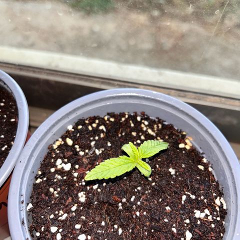 Blue sugar auto growlog timeline photo
