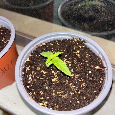 Blue sugar auto growlog timeline photo