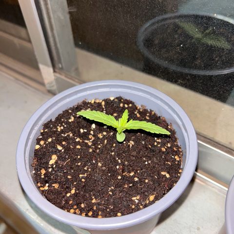 Blue sugar auto growlog timeline photo