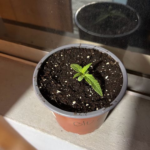 Blue sugar auto growlog timeline photo