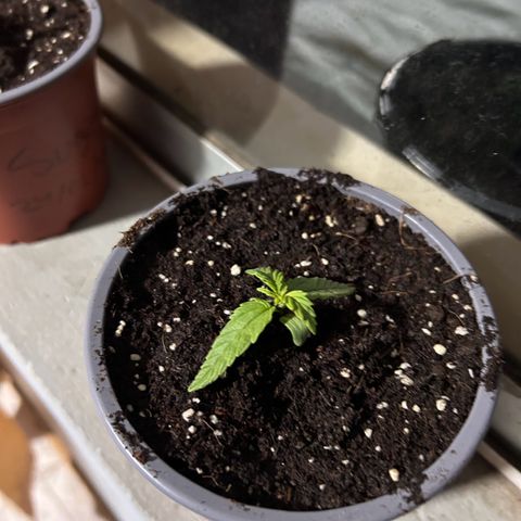 Blue sugar auto growlog timeline photo