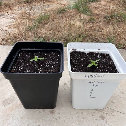 Blue sugar auto growlog timeline photo