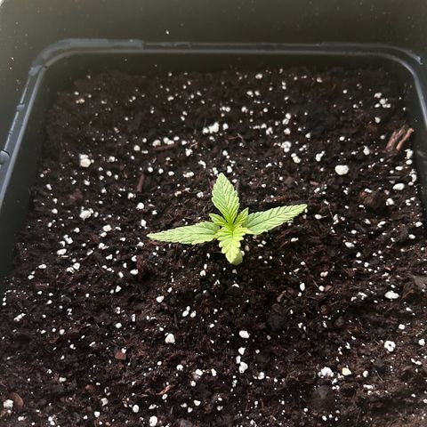 Blue sugar auto growlog timeline photo