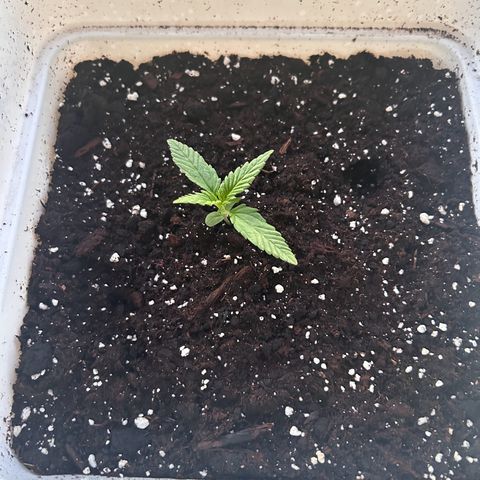 Blue sugar auto growlog timeline photo