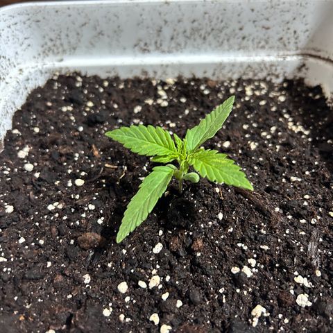 Blue sugar auto growlog timeline photo
