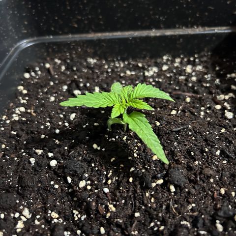 Blue sugar auto growlog timeline photo