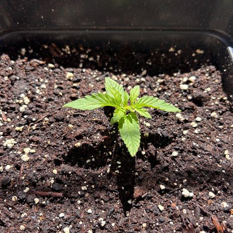 Blue sugar auto growlog timeline photo