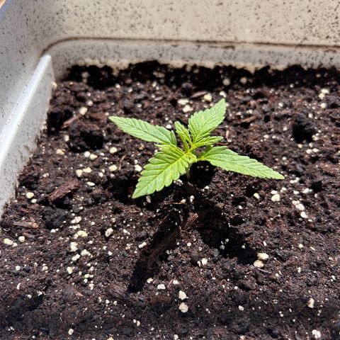 Blue sugar auto growlog timeline photo