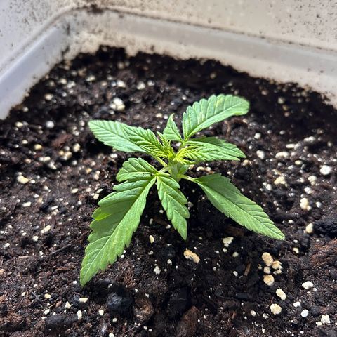Blue sugar auto growlog timeline photo