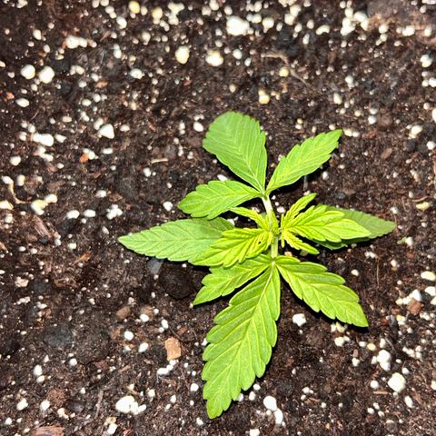 Blue sugar auto growlog timeline photo
