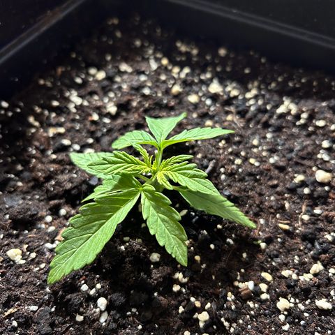 Blue sugar auto growlog timeline photo