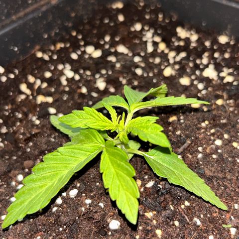 Blue sugar auto growlog timeline photo