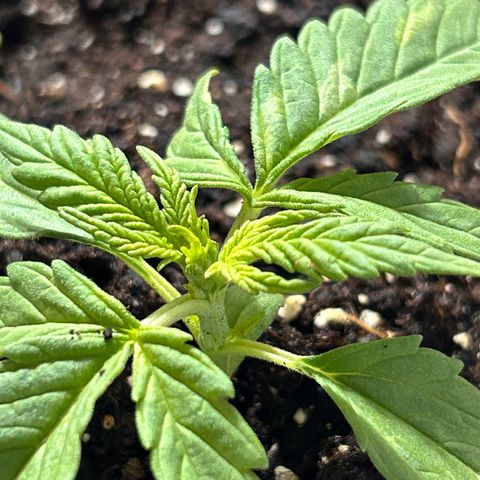 Blue sugar auto growlog timeline photo