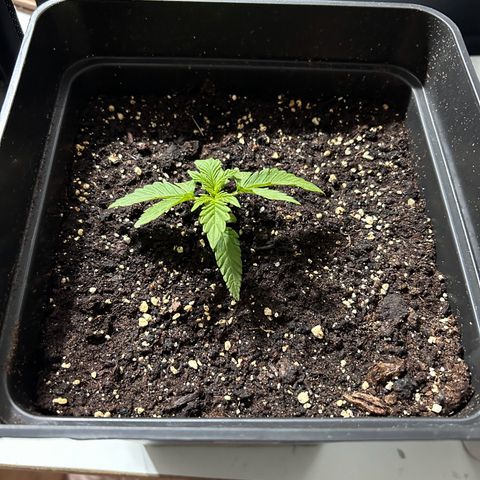 Blue sugar auto growlog timeline photo