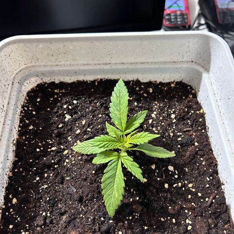 Blue sugar auto growlog timeline photo
