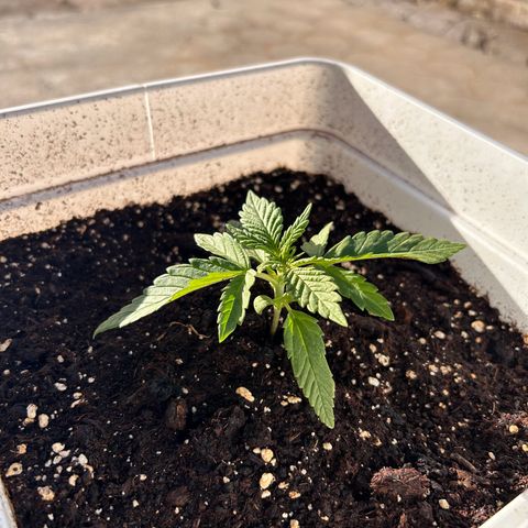 Blue sugar auto growlog timeline photo