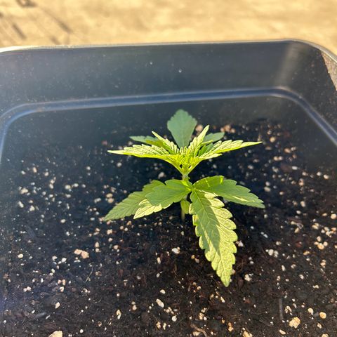 Blue sugar auto growlog timeline photo