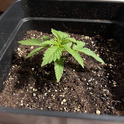Blue sugar auto growlog timeline photo
