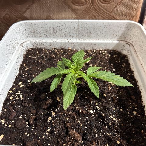 Blue sugar auto growlog timeline photo