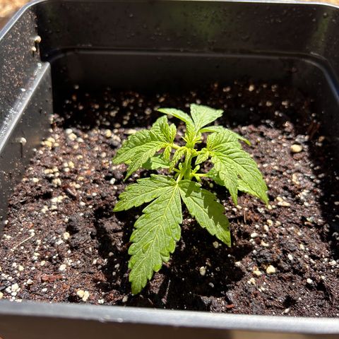 Blue sugar auto growlog timeline photo