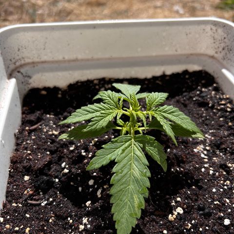 Blue sugar auto growlog timeline photo