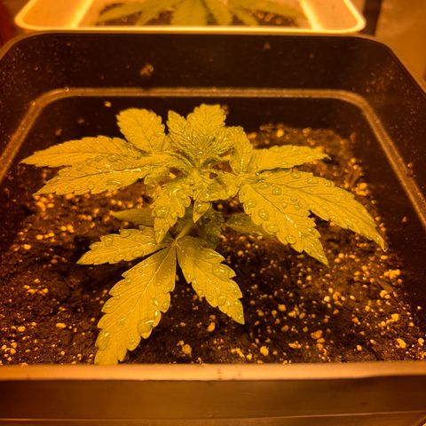 Blue sugar auto growlog timeline photo
