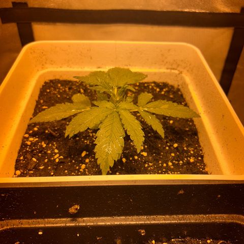 Blue sugar auto growlog timeline photo