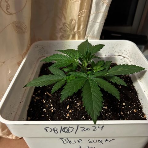 Blue sugar auto growlog timeline photo