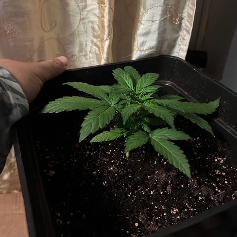 Blue sugar auto growlog timeline photo