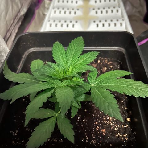 Blue sugar auto growlog timeline photo