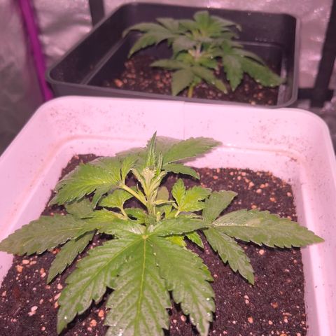 Blue sugar auto growlog timeline photo