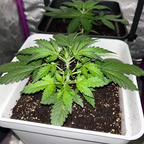 Blue sugar auto growlog timeline photo
