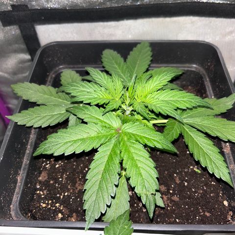 Blue sugar auto growlog timeline photo