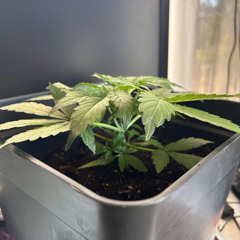 Blue sugar auto growlog timeline photo