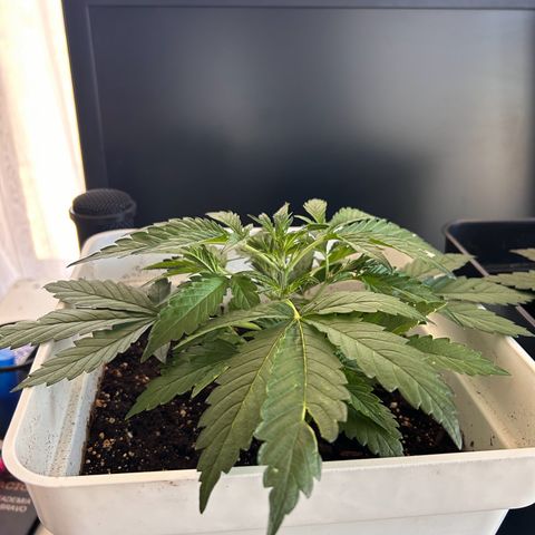 Blue sugar auto growlog timeline photo